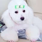Carmen Barbieri_perro