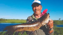 Con el guía Suigo encontramos tarus en aguas abiertas, más estables en temperatura.