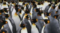 Pingüinos emperadores. 