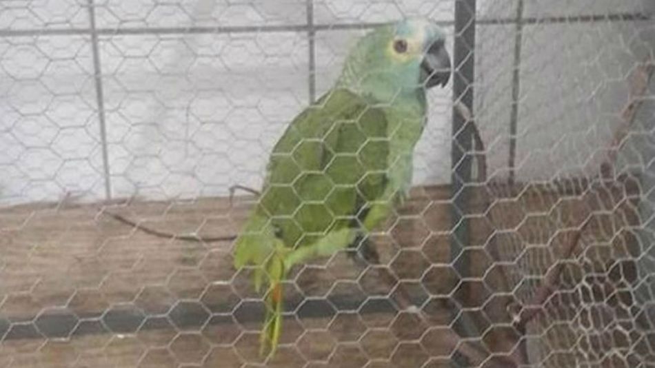 El ave fue bautizado por la policía como el "loro traficante de drogas".