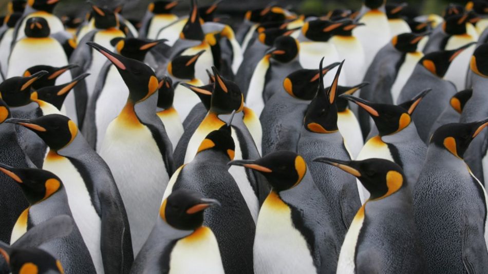 Pingüinos emperadores.