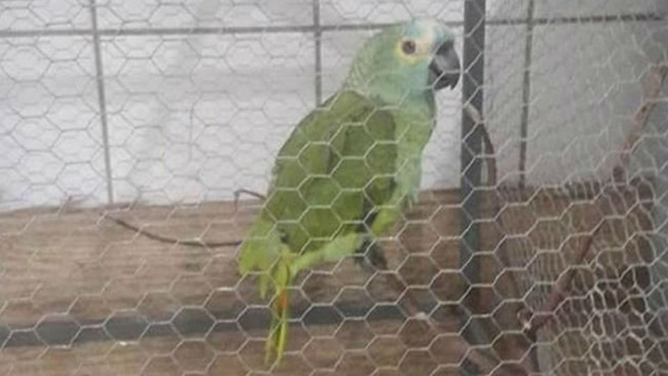 El ave fue bautizado por la policía como el "loro traficante de drogas".
