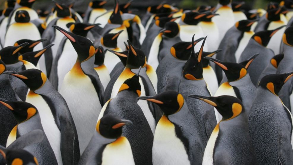Pingüinos emperadores. 