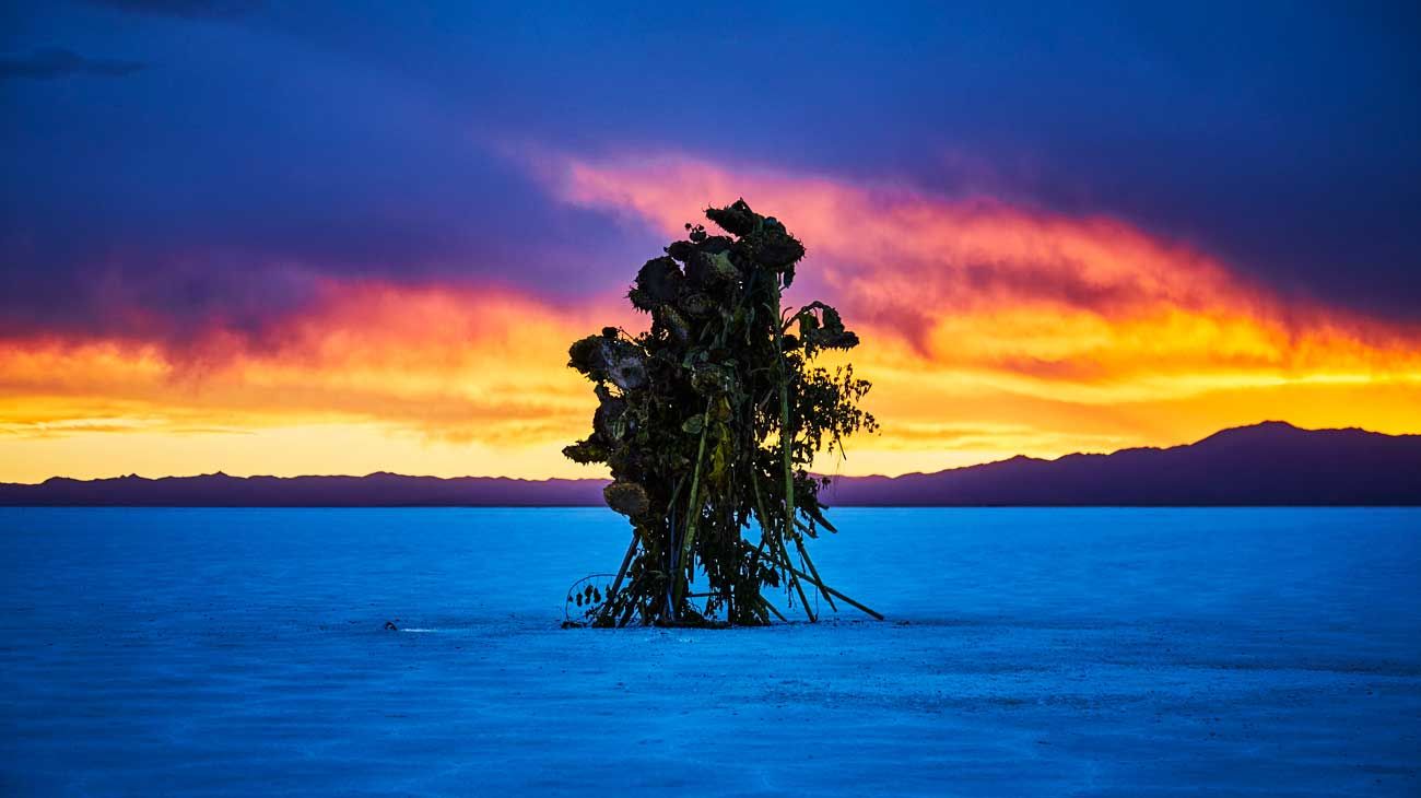 Makoto Azuma, proyecto In Bloom. Salinas Grandes, Jujuy