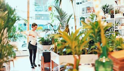 El vivero Potit. Llegó hace tres años a Palermo y desde entonces no para de crecer.