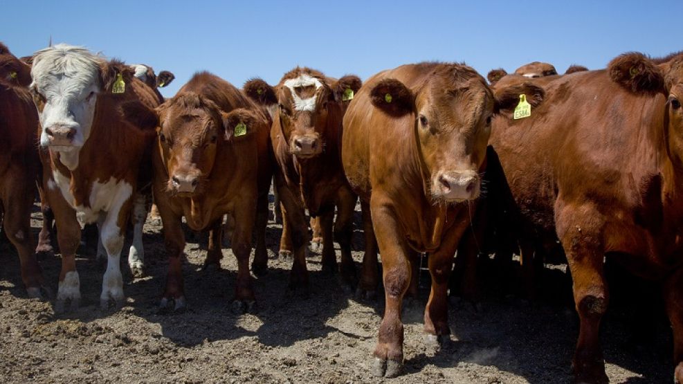 En 2018 se habían recuperado en un 100% las vacas del pico histórico de stock del 2007.