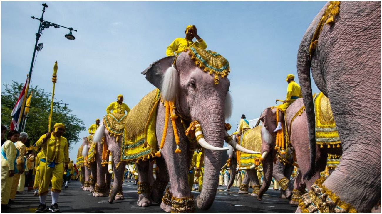 Tailandia: una decena de elefantes con accesorios amarillos se arrodillan para coronar al nuevo rey.