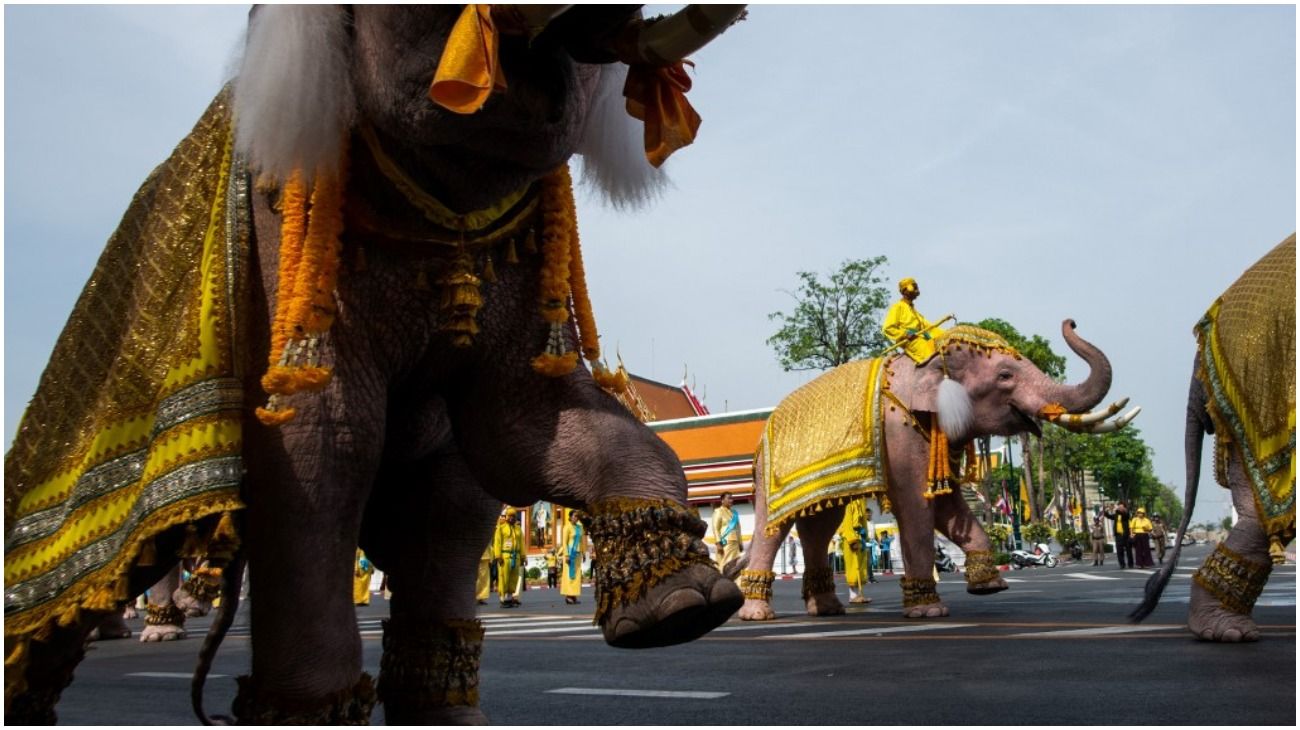 Tailandia: una decena de elefantes con accesorios amarillos se arrodillan para coronar al nuevo rey.