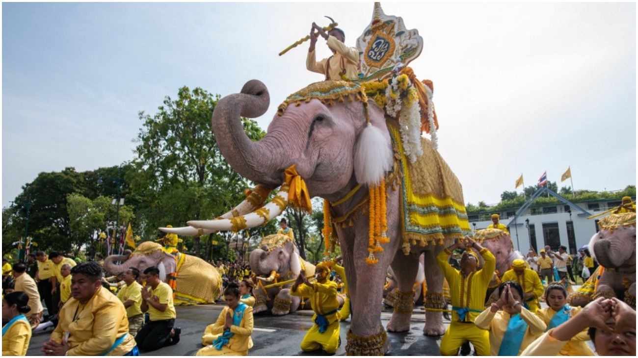 Tailandia: una decena de elefantes con accesorios amarillos se arrodillan para coronar al nuevo rey.