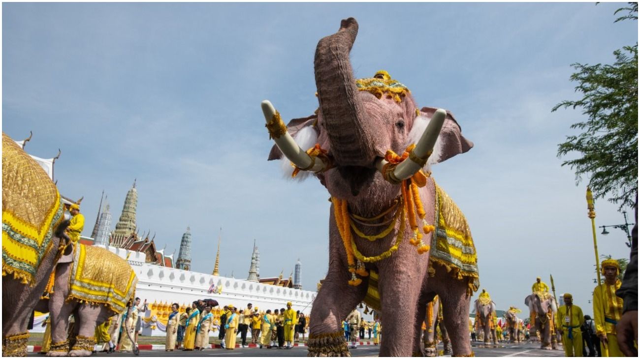 Tailandia: una decena de elefantes con accesorios amarillos se arrodillan para coronar al nuevo rey.