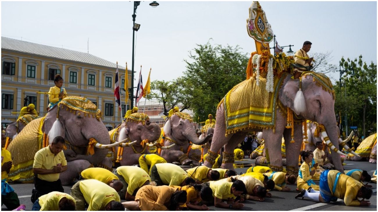 Tailandia: una decena de elefantes con accesorios amarillos se arrodillan para coronar al nuevo rey.