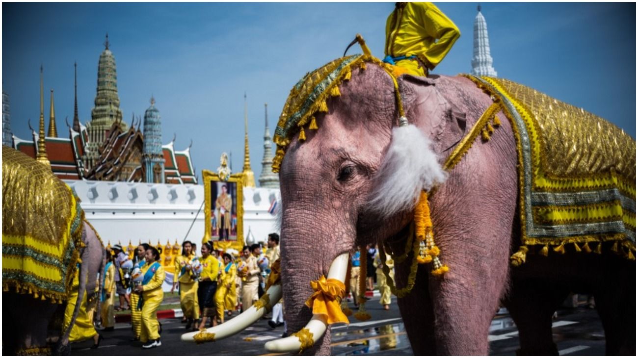 Tailandia: una decena de elefantes con accesorios amarillos se arrodillan para coronar al nuevo rey.