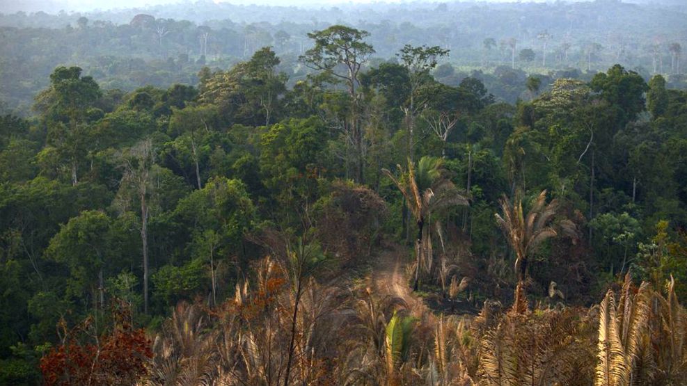 Brasil no quiere "consejos globales" sobre su selva amazónica.