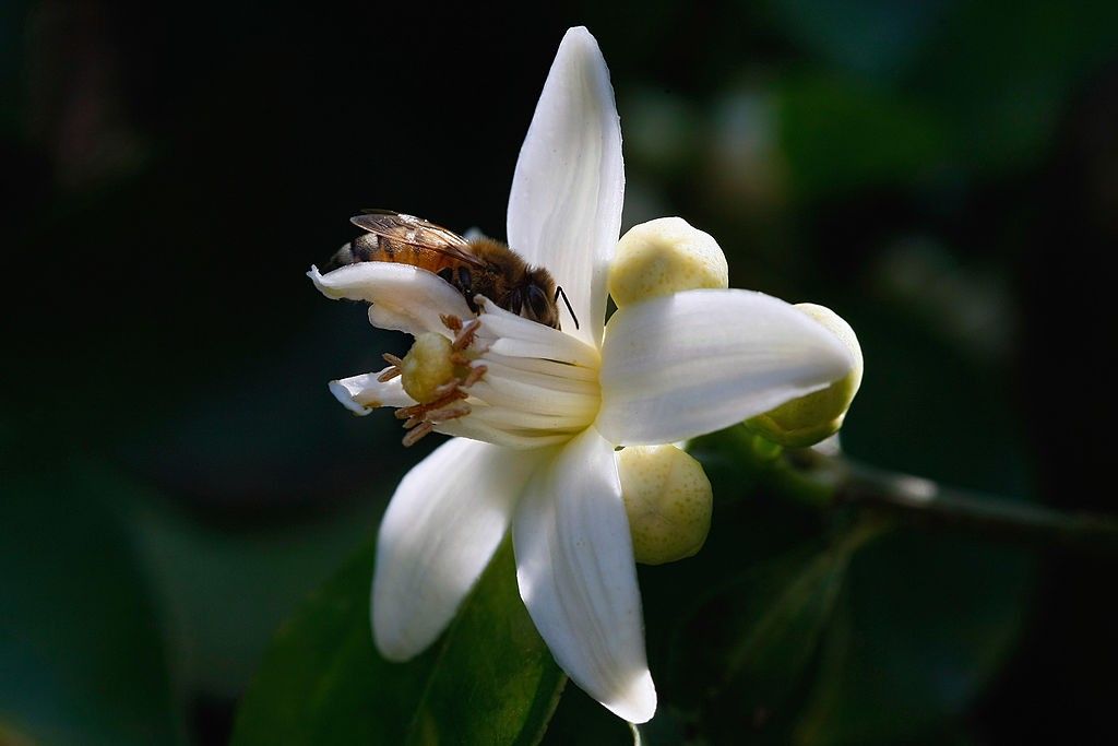 Beekeepers Prepare For Spring Pollination