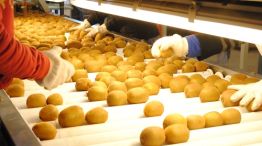 Los consumidores europeos tienen interés en los alimentos orgánicos y en el mundo hay pocos productores de kiwi amarillo certificado.