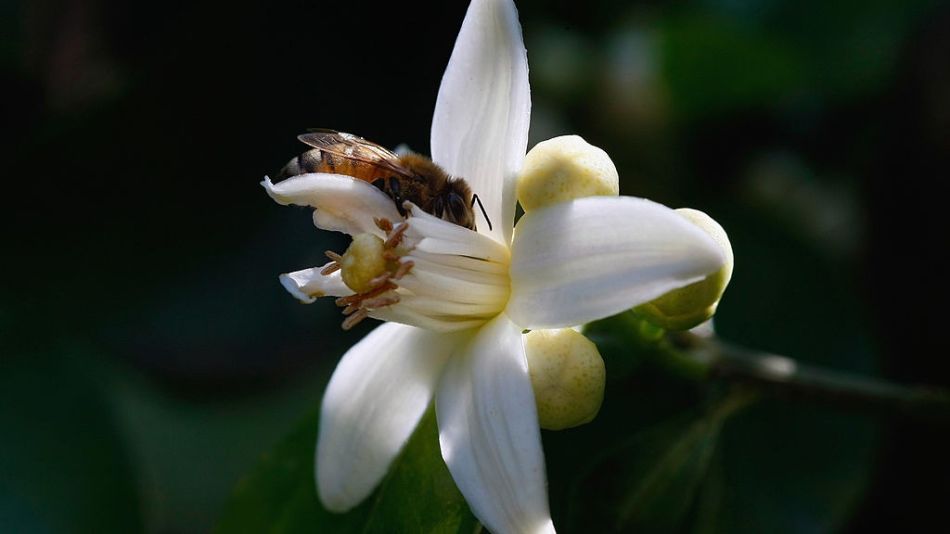 Beekeepers Prepare For Spring Pollination