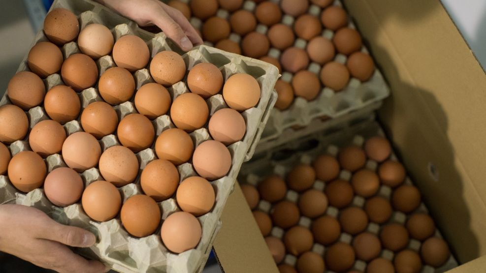 Europe Faces `Sky High' Egg Prices After Contamination Scare