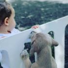 suarez perros 18052019