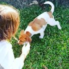 suarez perros 18052019