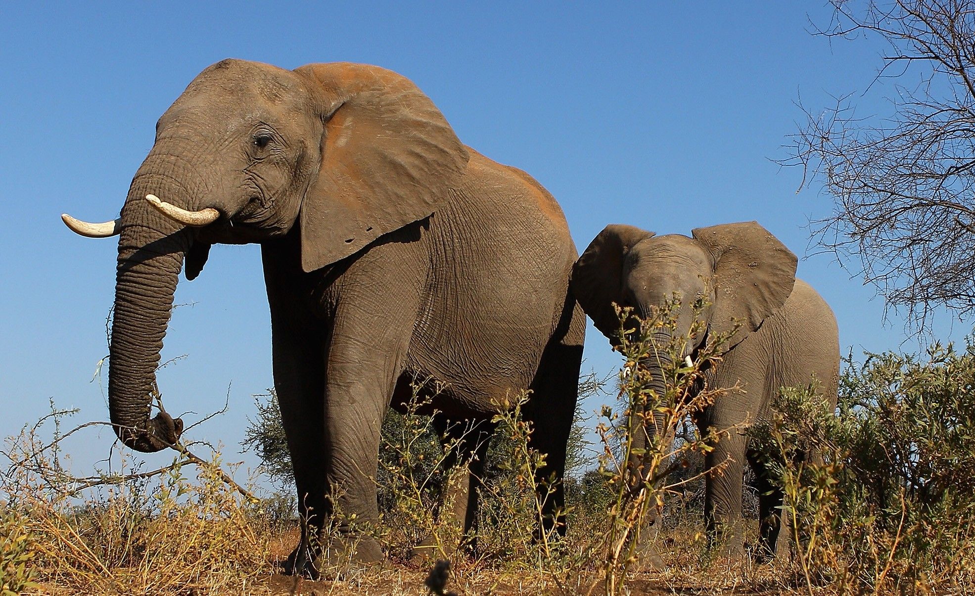 elephants elephant GETTY Sub