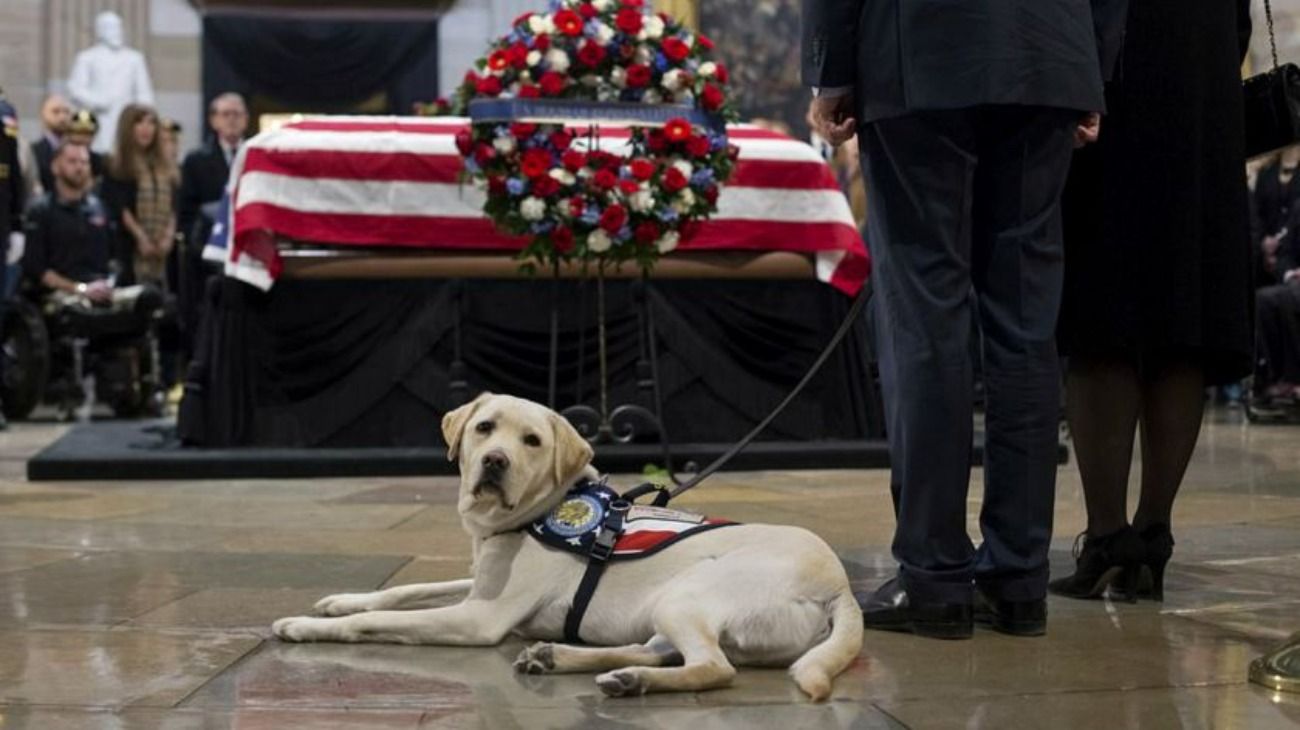 Sully, el perro del expresidente norteamericano George H. W. Bush.