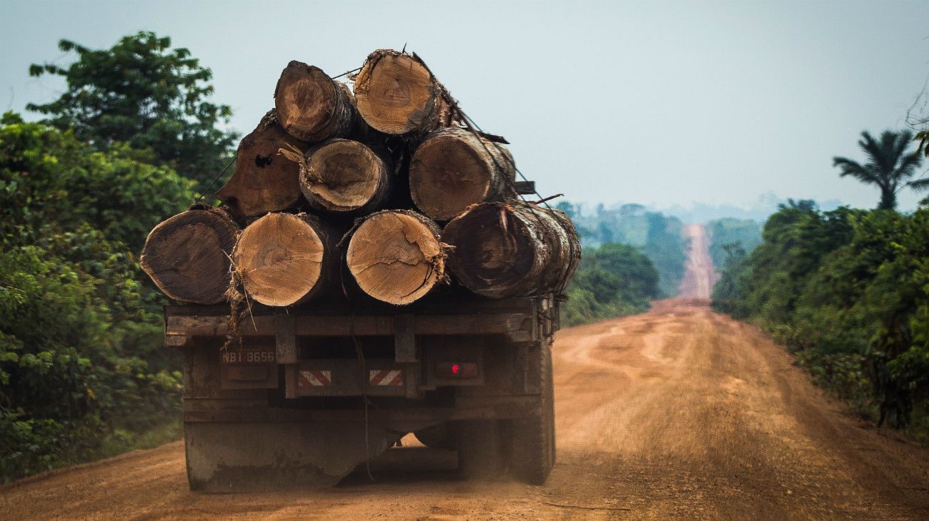 Una de las áreas más afectadas fue la Floresta do Jamanxim, ubicada cerca de la carreterra Transamazónica BR-163, que es objeto del desmonte causado por traficantes de maderas.