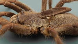 El espécimen, bautizado como Ceratogyrus attonitifer, fue hallado por investigadores del Geographic Okavango Wilderness.