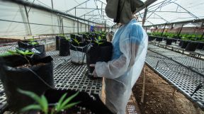 Cannabis Medicinal ISRAEL 28052019
