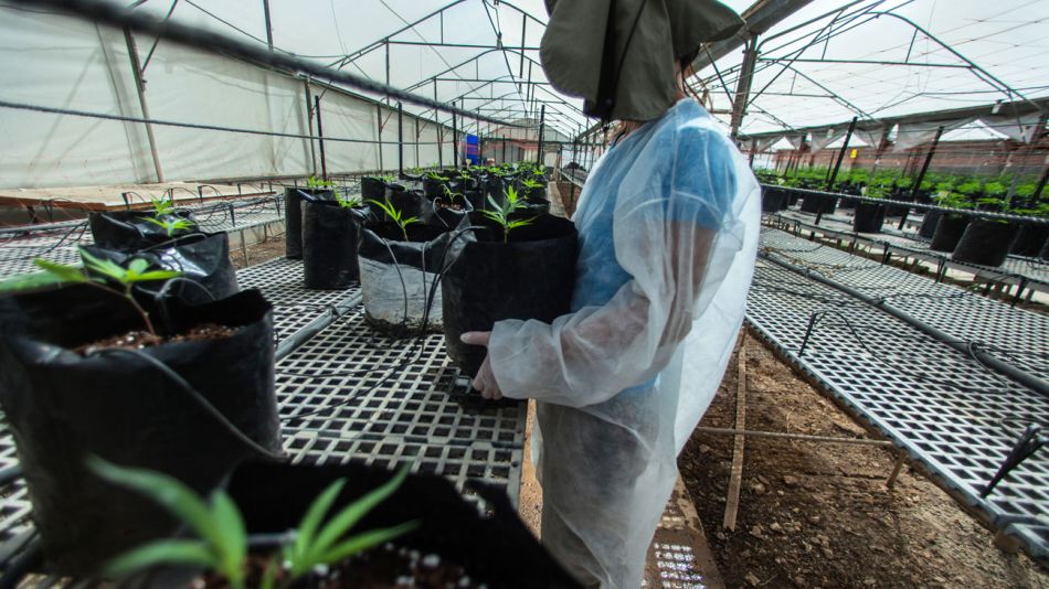 Cannabis Medicinal ISRAEL 28052019