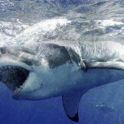 Hay especies de tiburón muy agresivas que han provocado varias muertes.
