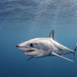 Lo más llamativo del mako es la velocidad con la que se mueve, superando los 70 km/h.