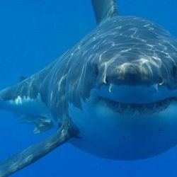 La peligrosidad del tiburón toro también radica en que podemos encontrarlo en aguas dulces y saladas.