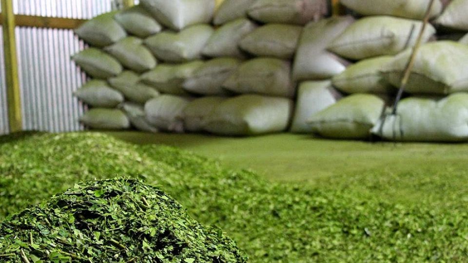 YERBA MATE. 9,96 millones de kilos se exportaron durante el período enero – abril de 2019.