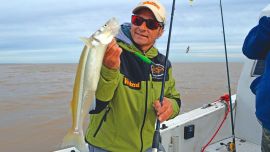 En esta zona del Río de la Plata se obtienen ejemplares que superan los 50 cm.