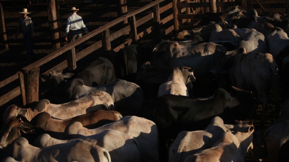 Brazil Halts Beef Exports to China on Mad Cow Disease Case