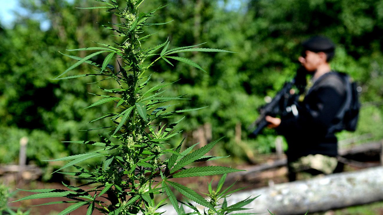 Plantaciones de marihuana en la ciudad de Pedro Juan Caballero en Paraguay