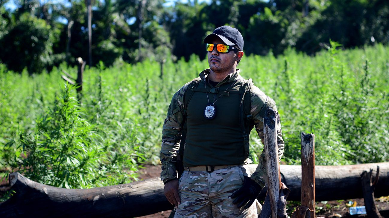 Plantaciones de marihuana en la ciudad de Pedro Juan Caballero en Paraguay