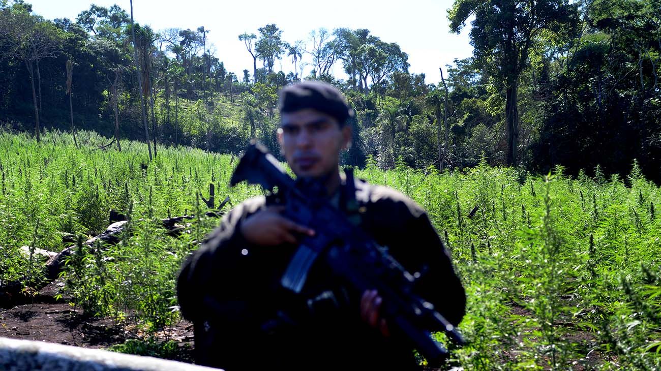 Plantaciones de marihuana en la ciudad de Pedro Juan Caballero en Paraguay