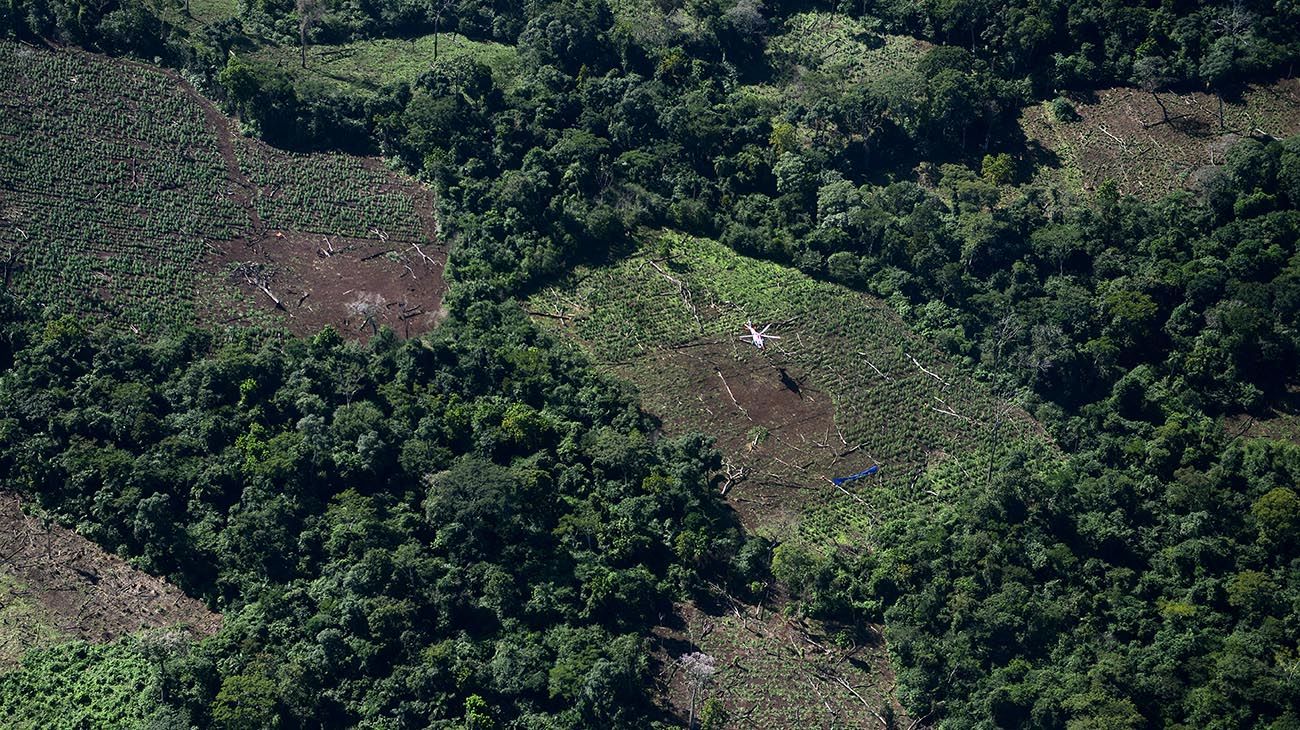 Plantaciones de marihuana en la ciudad de Pedro Juan Caballero en Paraguay