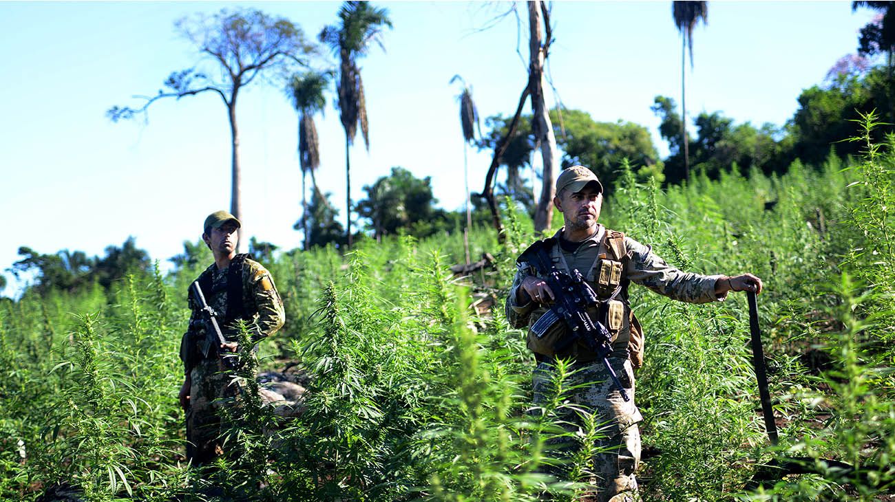 Plantaciones de marihuana en la ciudad de Pedro Juan Caballero en Paraguay