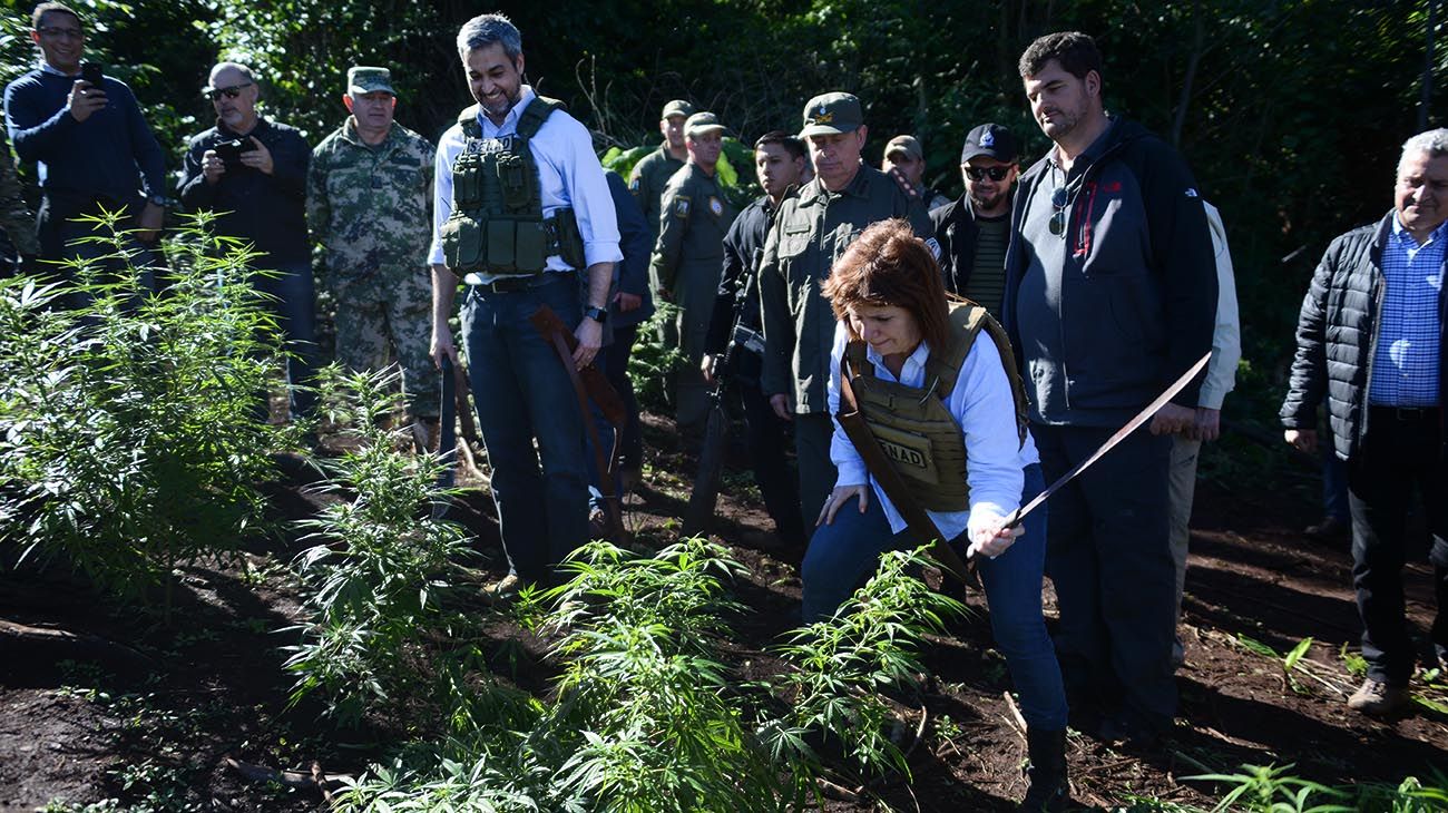 Patrcia Bullrich y el Presidente de Paraguay recorren plantaciones de marihuana en la ciudad de Pedro Juan caballero 