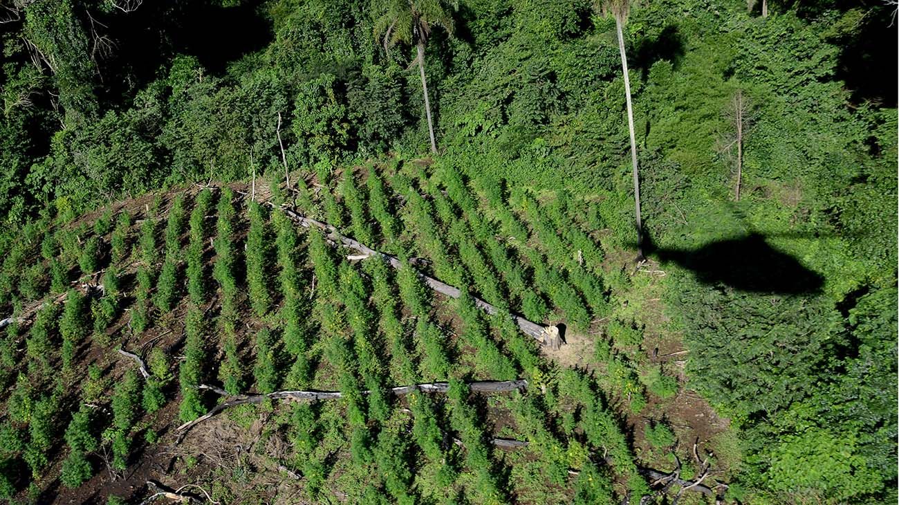 Patrcia Bullrich y el Presidente de Paraguay recorren plantaciones de marihuana en la ciudad de Pedro Juan caballero 