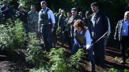 20190605 plantaciones de marihuana en paraguay-g pablo Cuarterolo