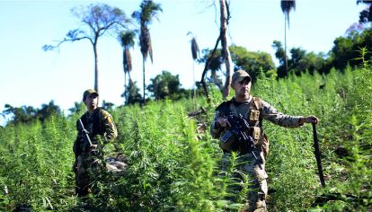 Plantaciones de marihuana en la ciudad de Pedro Juan Caballero en Paraguay