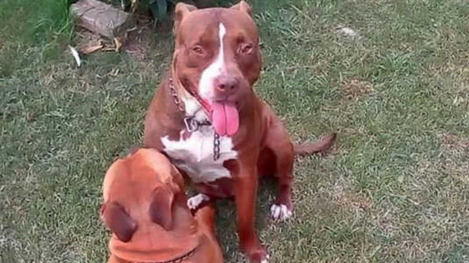 pitbull 06102019