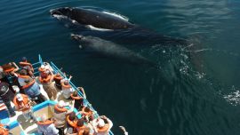Las excursiones en embarcaciones salen desde Puerto Pirámides y duran aproximadamente una hora y media.