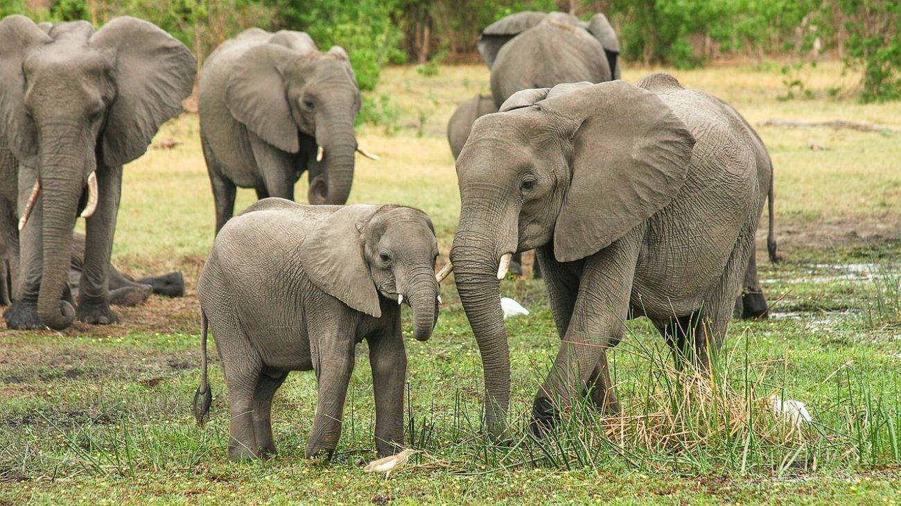 Elefantes en Botswana