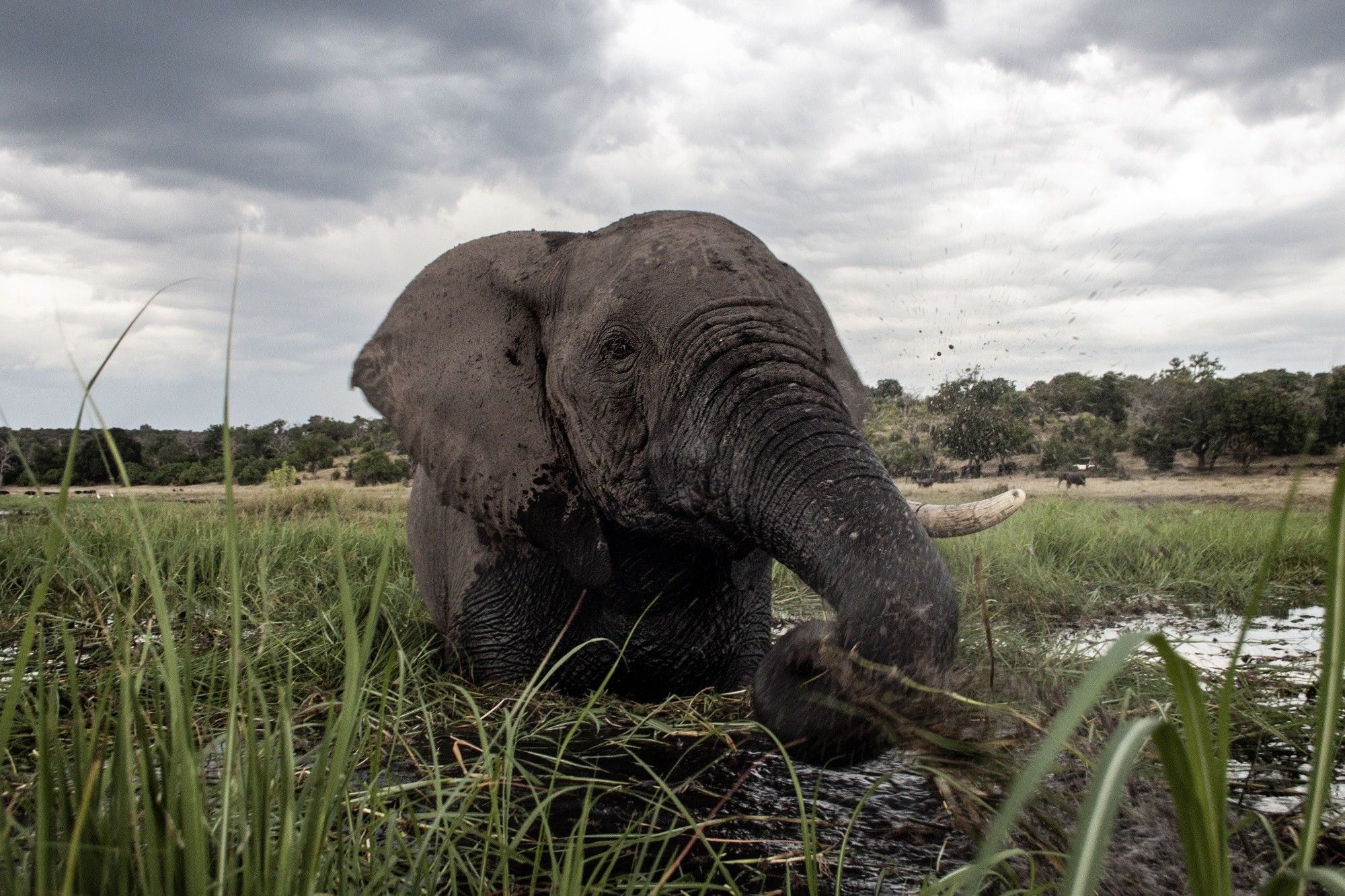 Elephant Hunt Pits Botswana Villagers Against Hollywood A-List