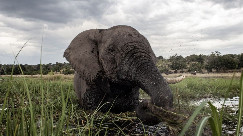 Elephant Hunt Pits Botswana Villagers Against Hollywood A-List