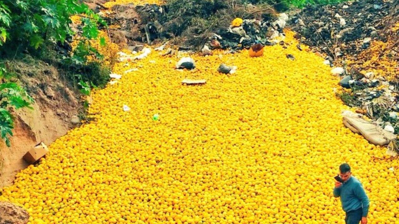 Tucumán: tiran toneladas de limones porque la industria no llega a procesarlos | Perfil